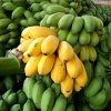Chuối cau chín, an toàn, trồng tự nhiên